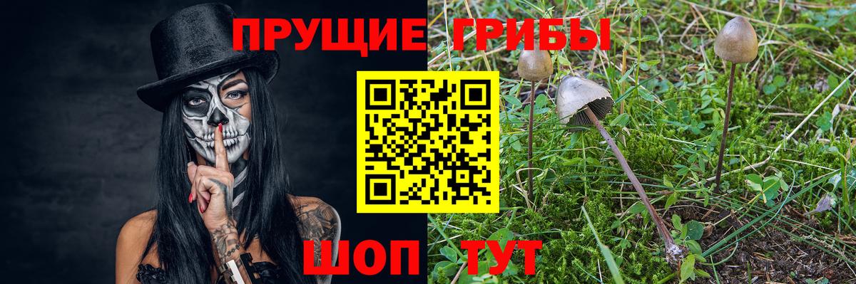 Черногорск  где продают   Вход с VPN  Псилоцибиновые грибы Magic Shrooms 